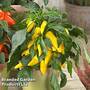 Chilli Pepper 'Galaxy Yellow'