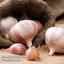 Garlic 'Picardy Wight' (Spring Planting)