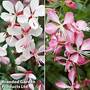 Gaura 'Gambit Duo'