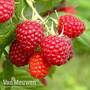 Raspberry 'Glen Fyne' (Summer fruiting)