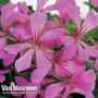 Geranium 'Decora Lilac'