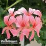 Geranium 'Decora Rose'