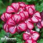 Geranium 'Gerainbow Purple Bicolour'