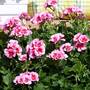 Geranium 'Flower Fairy Pink Splash'