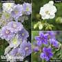 Geranium Hardy Collection