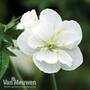 Geranium pratense var. pratense f. albiflorum 'Laura'