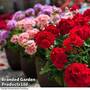 Geranium Mix