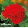 Geranium 'Classic Scarlet Red'