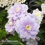 Geranium pratense 'Summer Skies'