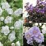 Geranium Hardy Trio