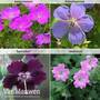 Hardy Geranium Collection