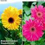 Gerbera Sweet Duo