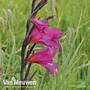 Gladiolus communis subsp. byzantinus