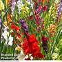 Gladiolus 'Giant Summer Collection'