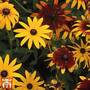 Rudbeckia hirta 'Gloriosa Daisies'