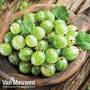 Gooseberry 'Invicta'