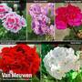 Geranium 'Grandeur® Dark Collection'