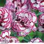 Pinks 'Gran's Favourite'