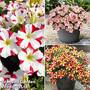 Petunia 'Amore Trio Collection'