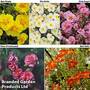 Helianthemum Collection
