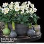 Hellebore 'Christmas Carol' - Gift