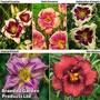 Hemerocallis Collection