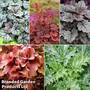 Heuchera Saver Collection