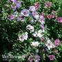 Hibiscus 'Tricolour'