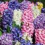 Hyacinth 'Value Mixed'