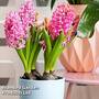 Hyacinth 'Pink Pearl'