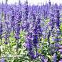 Hyssopus officinalis