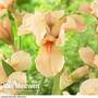 Iris 'Apricot Silk'