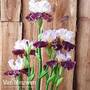 Iris 'Cranberry Swirl'