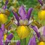 Iris x hollandica 'Picasso'
