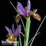 Iris reticulata 'Purple Hill'