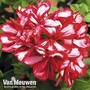 Geranium 'Grandeur® Ivy Arctic Scarlet '