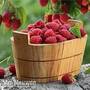 Raspberry 'Joan J' (Autumn fruiting)