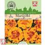 Marigold 'Durango Bolero' F1 Hybrid - Kew Collection Seeds