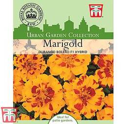 Marigold 'Durango Bolero' F1 Hybrid - Kew Collection Seeds