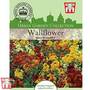 Wallflower 'Persian Carpet' - Kew Collection Seeds