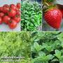 Kids Gardening Collection