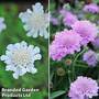 Scabious 'Kudos Collection'