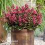 Lagerstroemia indica 'Berry Dazzle'