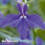 Lobelia erinus 'Laura Deep Blue'