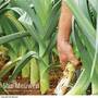Leek Autumn Mixed