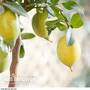 Citrus - Lemon