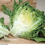 Lettuce Little Gem