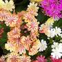 Lewisia 'Elise Mixed'