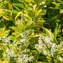 Ligustrum ovalifolium 'Aureum'