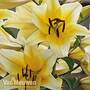 Tree Lily 'Yellow Rocket'